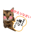 ベンガルねこのフェリスくん パート2（個別スタンプ：4）