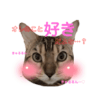 ベンガルねこのフェリスくん パート2（個別スタンプ：5）