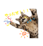 ベンガルねこのフェリスくん パート2（個別スタンプ：6）