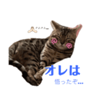 ベンガルねこのフェリスくん パート2（個別スタンプ：7）