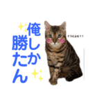 ベンガルねこのフェリスくん パート2（個別スタンプ：8）
