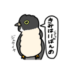 いろ鳥ドリ【ややダジャレ】（個別スタンプ：12）