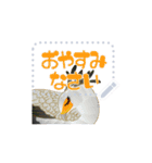 okiniiri no sticker（個別スタンプ：6）