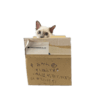もこの愉快な仲間達（個別スタンプ：10）