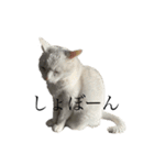 もこの愉快な仲間達（個別スタンプ：14）