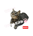 みらいねこ横濱②。（個別スタンプ：7）
