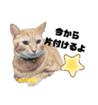 みらいねこ横濱②。（個別スタンプ：14）