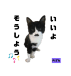 みらいねこ横濱②。（個別スタンプ：24）