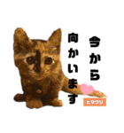 みらいねこ横濱②。（個別スタンプ：32）