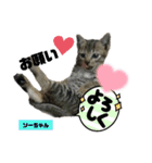 みらいねこ横濱②。（個別スタンプ：35）