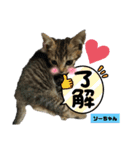 みらいねこ横濱②。（個別スタンプ：37）