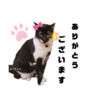 みらいねこ横濱④（個別スタンプ：5）