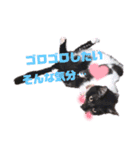 みらいねこ横濱④（個別スタンプ：6）