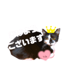 みらいねこ横濱④（個別スタンプ：8）