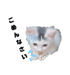 みらいねこ横濱④（個別スタンプ：12）