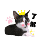 みらいねこ横濱④（個別スタンプ：14）
