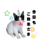 みらいねこ横濱④（個別スタンプ：16）