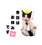 みらいねこ横濱④（個別スタンプ：17）