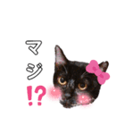 みらいねこ横濱④（個別スタンプ：22）