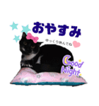 みらいねこ横濱④（個別スタンプ：26）