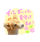 はにーすたんぷ (いつもそばにいるよ編)（個別スタンプ：4）