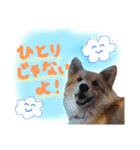 はにーすたんぷ (いつもそばにいるよ編)（個別スタンプ：5）