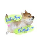 はにーすたんぷ (いつもそばにいるよ編)（個別スタンプ：7）