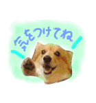 はにーすたんぷ (いつもそばにいるよ編)（個別スタンプ：9）