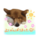 はにーすたんぷ (いつもそばにいるよ編)（個別スタンプ：10）