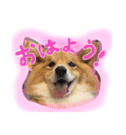 はにーすたんぷ (いつもそばにいるよ編)（個別スタンプ：13）