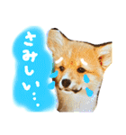 はにーすたんぷ (いつもそばにいるよ編)（個別スタンプ：15）