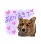 はにーすたんぷ (いつもそばにいるよ編)（個別スタンプ：16）