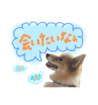はにーすたんぷ (いつもそばにいるよ編)（個別スタンプ：19）