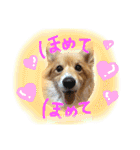 はにーすたんぷ (いつもそばにいるよ編)（個別スタンプ：20）