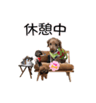ほいほい君（個別スタンプ：3）