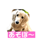 カニンヘンダックスフンド日常（個別スタンプ：1）