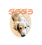 カニンヘンダックスフンド日常（個別スタンプ：3）