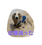 カニンヘンダックスフンド日常（個別スタンプ：6）
