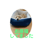 カニンヘンダックスフンド日常（個別スタンプ：8）