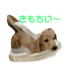 カニンヘンダックスフンド日常（個別スタンプ：20）