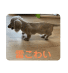 カニンヘンダックスフンド日常（個別スタンプ：23）