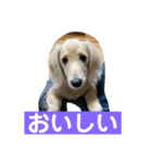 カニンヘンダックスフンド日常（個別スタンプ：30）