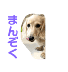 カニンヘンダックスフンド日常（個別スタンプ：34）