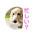 カニンヘンダックスフンド日常（個別スタンプ：37）