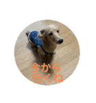 カニンヘンダックスフンド日常（個別スタンプ：39）