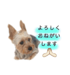 河井家ふぁみりー2★（個別スタンプ：5）