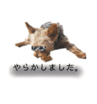 河井家ふぁみりー2★（個別スタンプ：15）