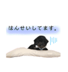 河井家ふぁみりー2★（個別スタンプ：21）