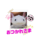ウーパーもちこと一緒 6（個別スタンプ：1）