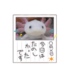 ウーパーもちこと一緒 6（個別スタンプ：2）
